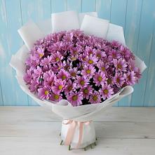 Букет цветов из:  Хризантемы #REPLACE_PRED# Красном Куте
